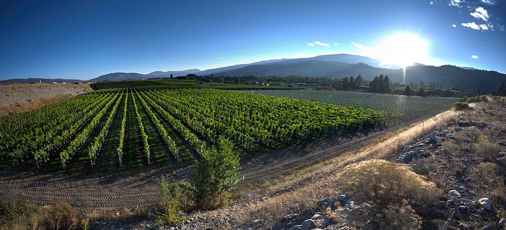 Rock Pile Vineyard